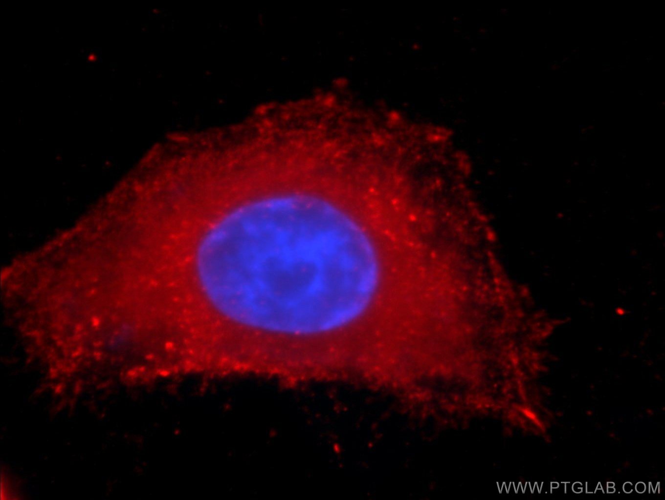 Immunofluorescence (IF) / fluorescent staining of HepG2 cells using PDH E1 Alpha Monoclonal antibody (66119-1-Ig)