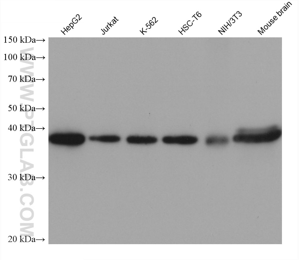 Western Blot (WB) analysis of various lysates using PDH E1 Alpha Monoclonal antibody (66119-1-Ig)