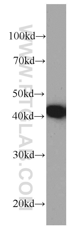 Western Blot (WB) analysis of HepG2 cells using PDH E1 Alpha Monoclonal antibody (66119-1-Ig)