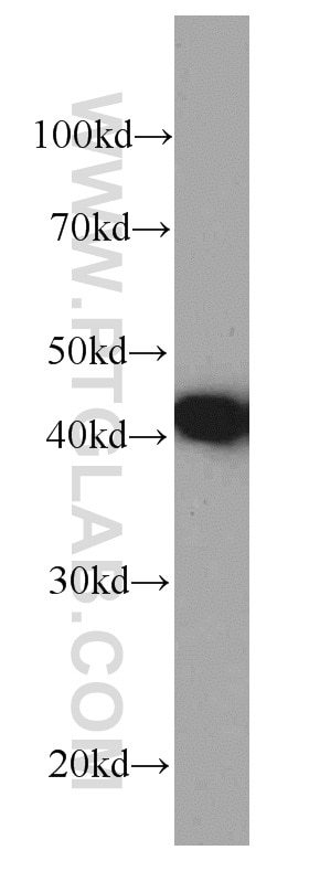 WB analysis of HepG2 using 66119-1-Ig