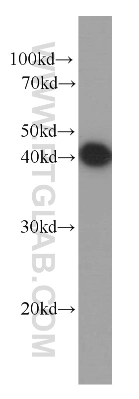 Western Blot (WB) analysis of HEK-293 cells using PDH E1 Alpha Monoclonal antibody (66119-1-Ig)
