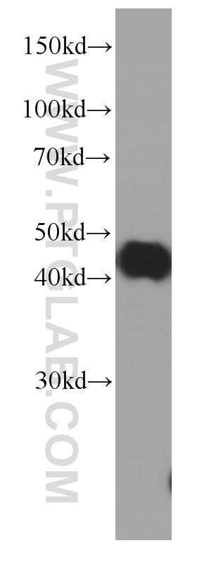 Western Blot (WB) analysis of HepG2 cells using PDH E1 Alpha Monoclonal antibody (66119-1-Ig)