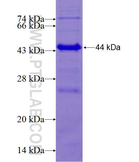 PDHA1 fusion protein Ag12556 SDS-PAGE