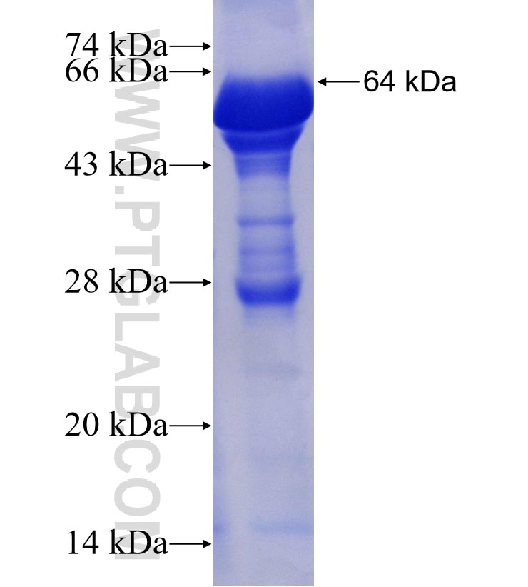 PDHA1 fusion protein Ag12701 SDS-PAGE