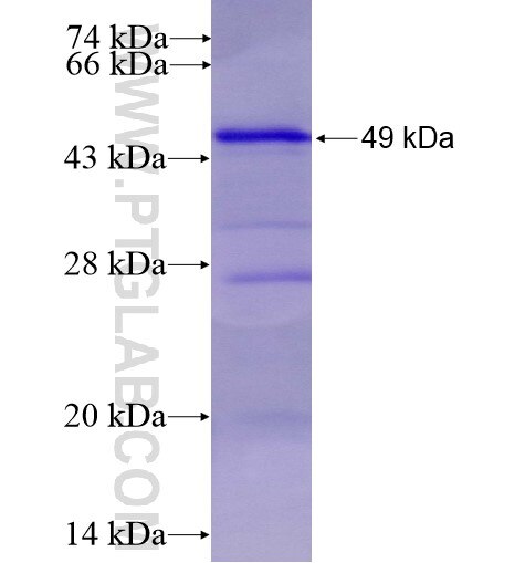 PDHA2 fusion protein Ag10617 SDS-PAGE