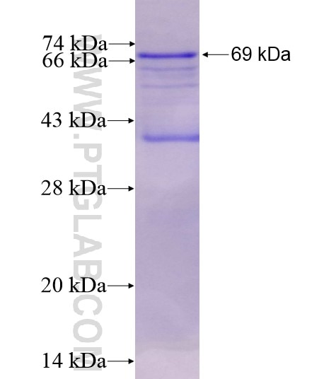 PDHA2 fusion protein Ag10882 SDS-PAGE