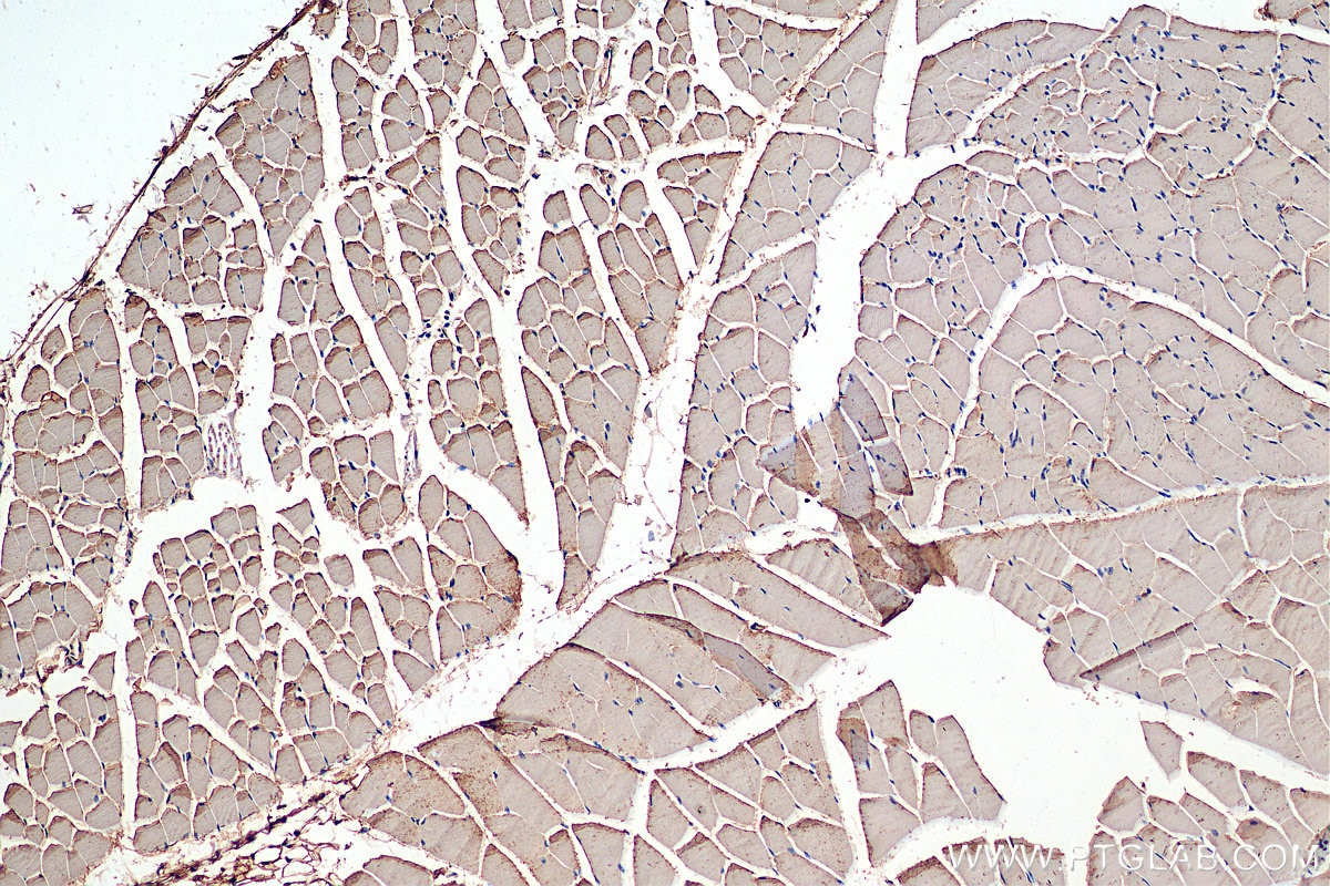 Immunohistochemistry (IHC) staining of mouse skeletal muscle tissue using PDHB Polyclonal antibody (14744-1-AP)