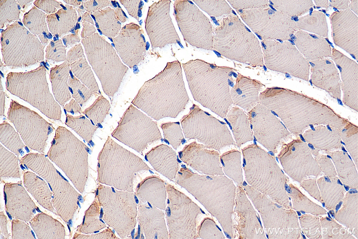 Immunohistochemistry (IHC) staining of mouse skeletal muscle tissue using PDHB Polyclonal antibody (14744-1-AP)