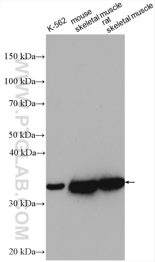 Western Blot (WB) analysis of various lysates using PDHB Polyclonal antibody (14744-1-AP)