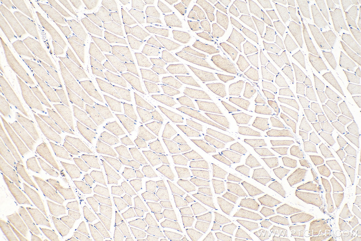 Immunohistochemical analysis of paraffin-embedded mouse skeletal muscle tissue slide using 68238-1-Ig (PDHB antibody) at dilution of 1:1000 (under 10x lens). Heat mediated antigen retrieval with Tris-EDTA buffer (pH 9.0). Immunohistochemistry (IHC) staining of mouse skeletal muscle tissue using PDHB Monoclonal antibody (68238-1-Ig)