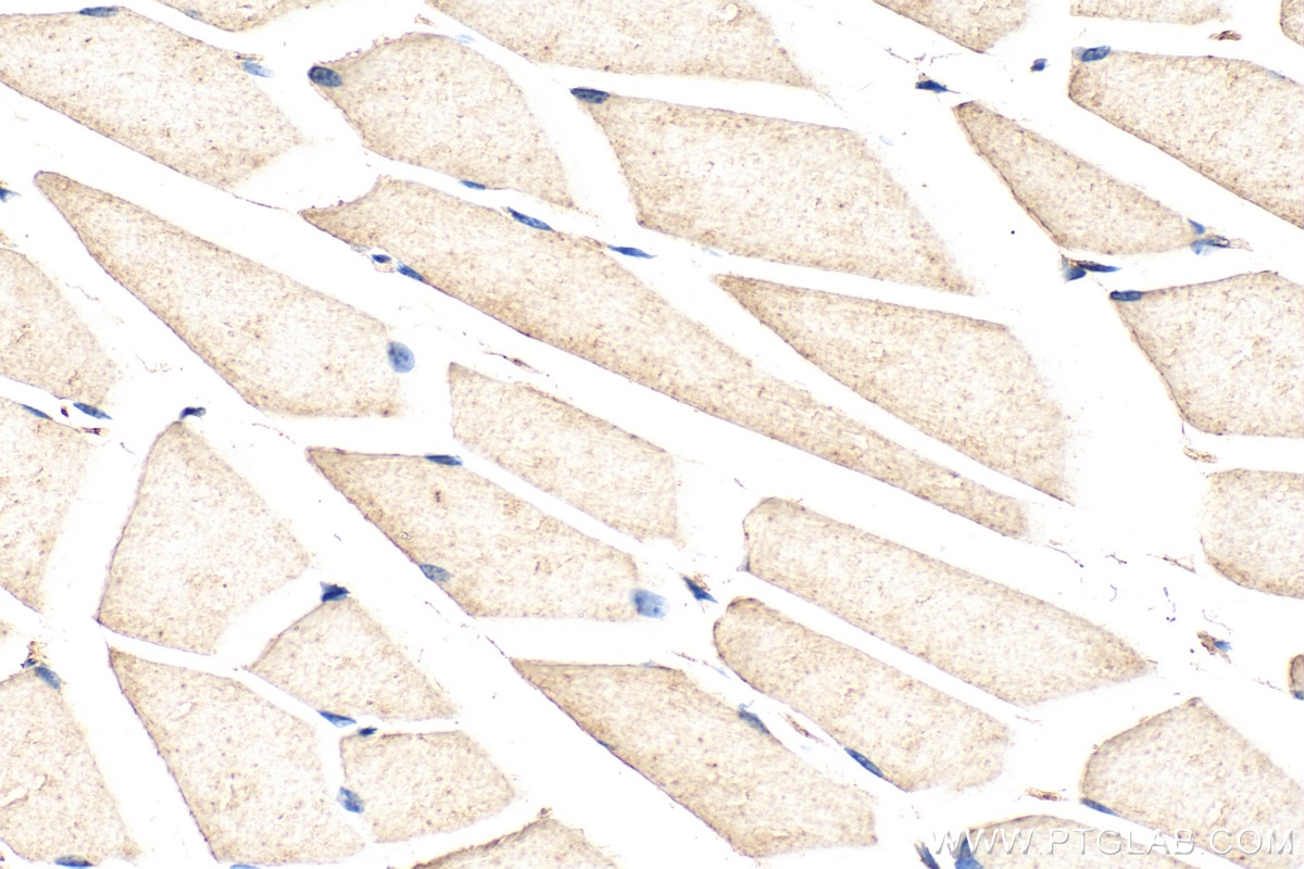 Immunohistochemical analysis of paraffin-embedded mouse skeletal muscle tissue slide using 68238-1-Ig (PDHB antibody) at dilution of 1:1000 (under 40x lens). Heat mediated antigen retrieval with Tris-EDTA buffer (pH 9.0). Immunohistochemistry (IHC) staining of mouse skeletal muscle tissue using PDHB Monoclonal antibody (68238-1-Ig)