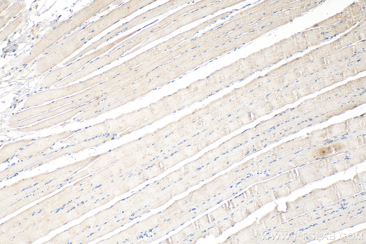 Immunohistochemical analysis of paraffin-embedded rat skeletal muscle tissue slide using 68238-1-Ig (PDHB antibody) at dilution of 1:1000 (under 10x lens). Heat mediated antigen retrieval with Tris-EDTA buffer (pH 9.0). Immunohistochemistry (IHC) staining of rat skeletal muscle tissue using PDHB Monoclonal antibody (68238-1-Ig)