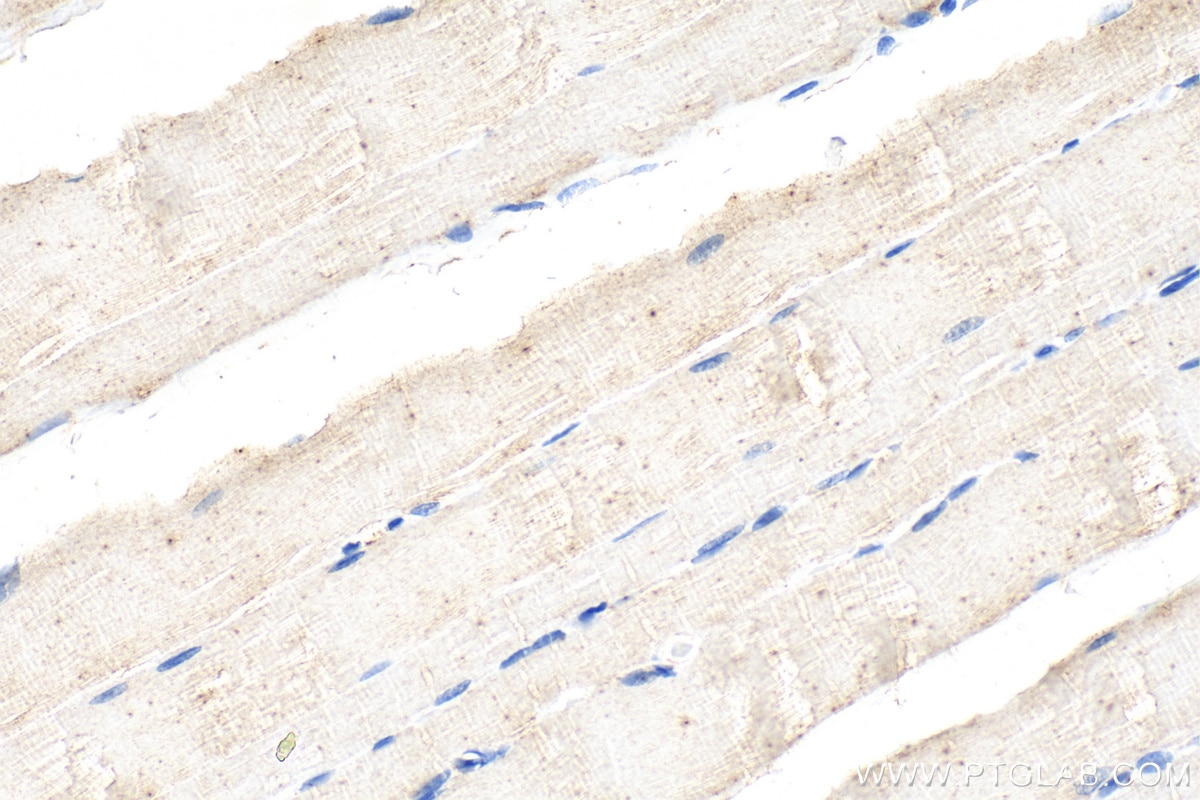 Immunohistochemical analysis of paraffin-embedded rat skeletal muscle tissue slide using 68238-1-Ig (PDHB antibody) at dilution of 1:1000 (under 40x lens). Heat mediated antigen retrieval with Tris-EDTA buffer (pH 9.0). Immunohistochemistry (IHC) staining of rat skeletal muscle tissue using PDHB Monoclonal antibody (68238-1-Ig)