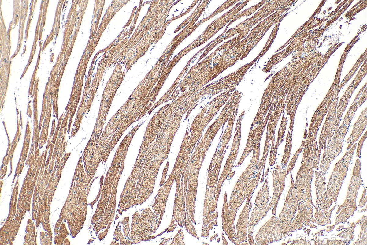 Immunohistochemical analysis of paraffin-embedded mouse heart tissue slide using 68238-1-Ig (PDHB antibody) at dilution of 1:1000 (under 10x lens). Heat mediated antigen retrieval with Tris-EDTA buffer (pH 9.0). Immunohistochemistry (IHC) staining of mouse heart tissue using PDHB Monoclonal antibody (68238-1-Ig)