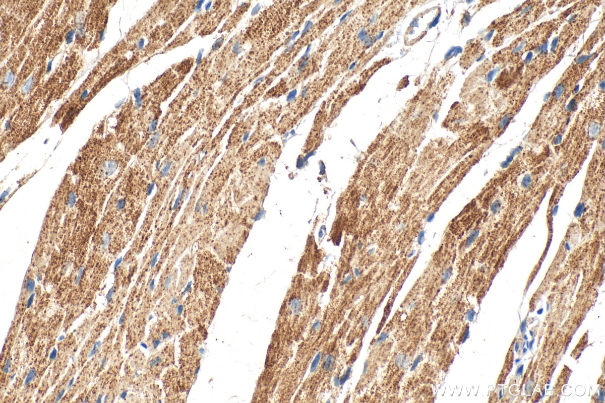 Immunohistochemical analysis of paraffin-embedded mouse heart tissue slide using 68238-1-Ig (PDHB antibody) at dilution of 1:1000 (under 40x lens). Heat mediated antigen retrieval with Tris-EDTA buffer (pH 9.0). Immunohistochemistry (IHC) staining of mouse heart tissue using PDHB Monoclonal antibody (68238-1-Ig)