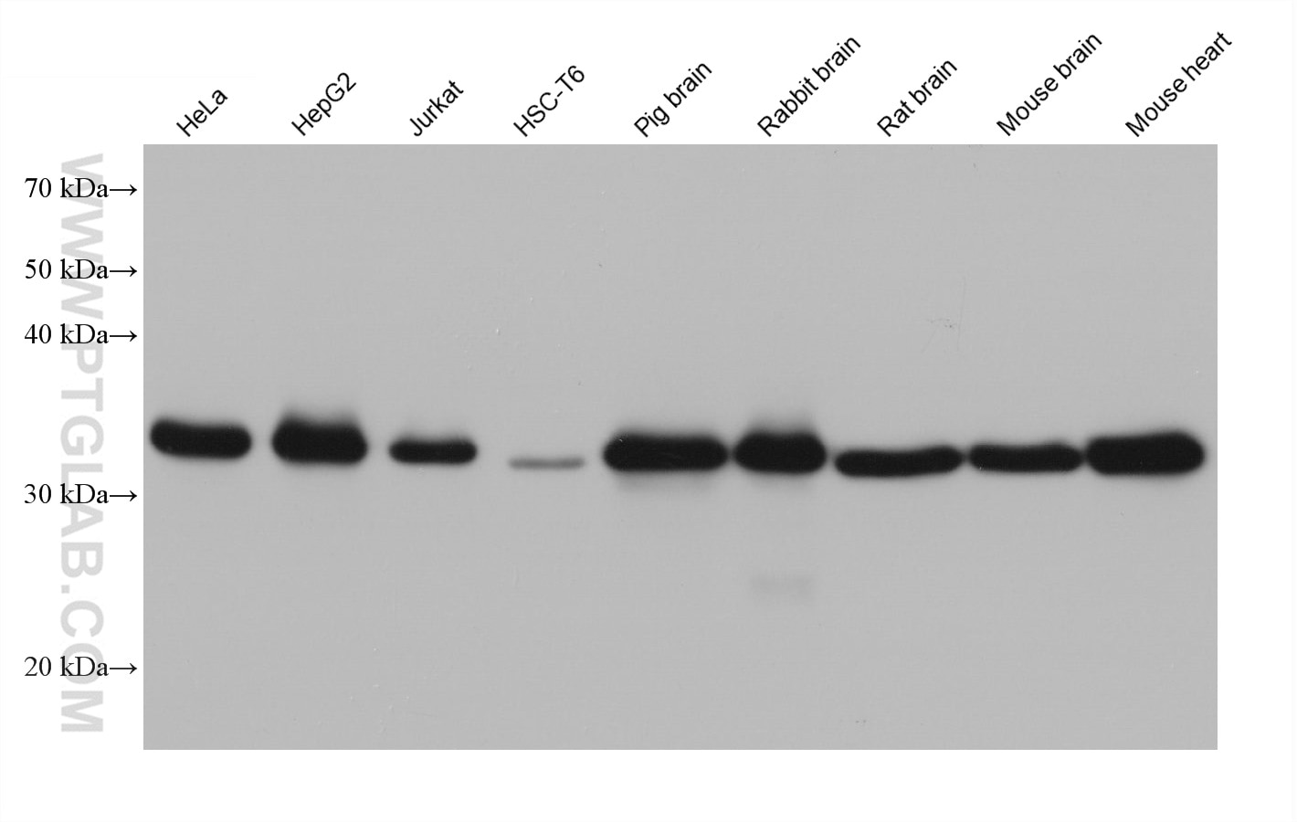 Western Blot (WB) analysis of various lysates using PDHB Monoclonal antibody (68238-1-Ig)