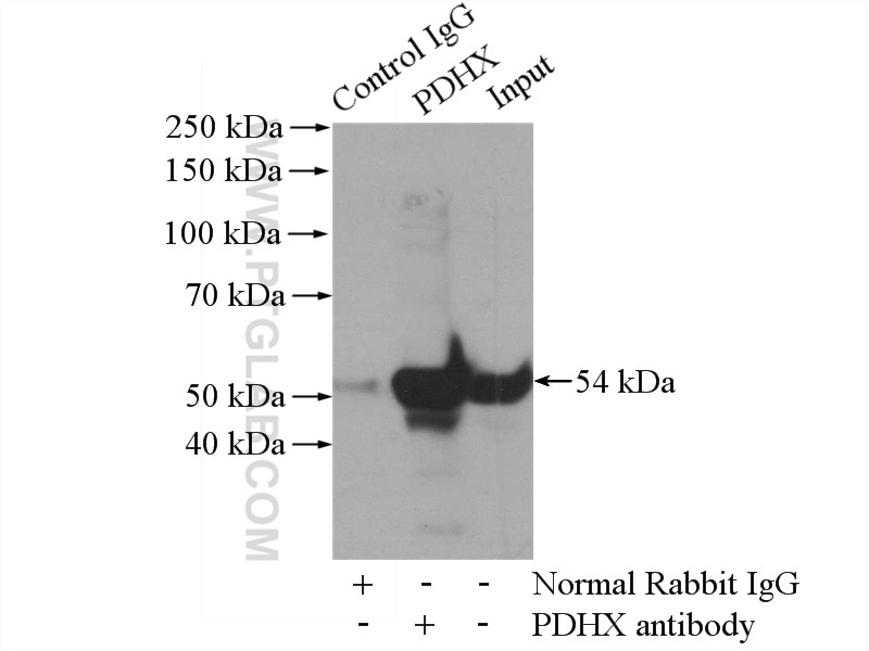 Immunoprecipitation (IP) experiment of HEK-293 cells using PDHX Polyclonal antibody (10951-1-AP)