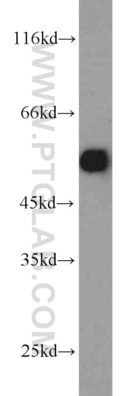 Western Blot (WB) analysis of BxPC-3 cells using PDHX Polyclonal antibody (10951-1-AP)