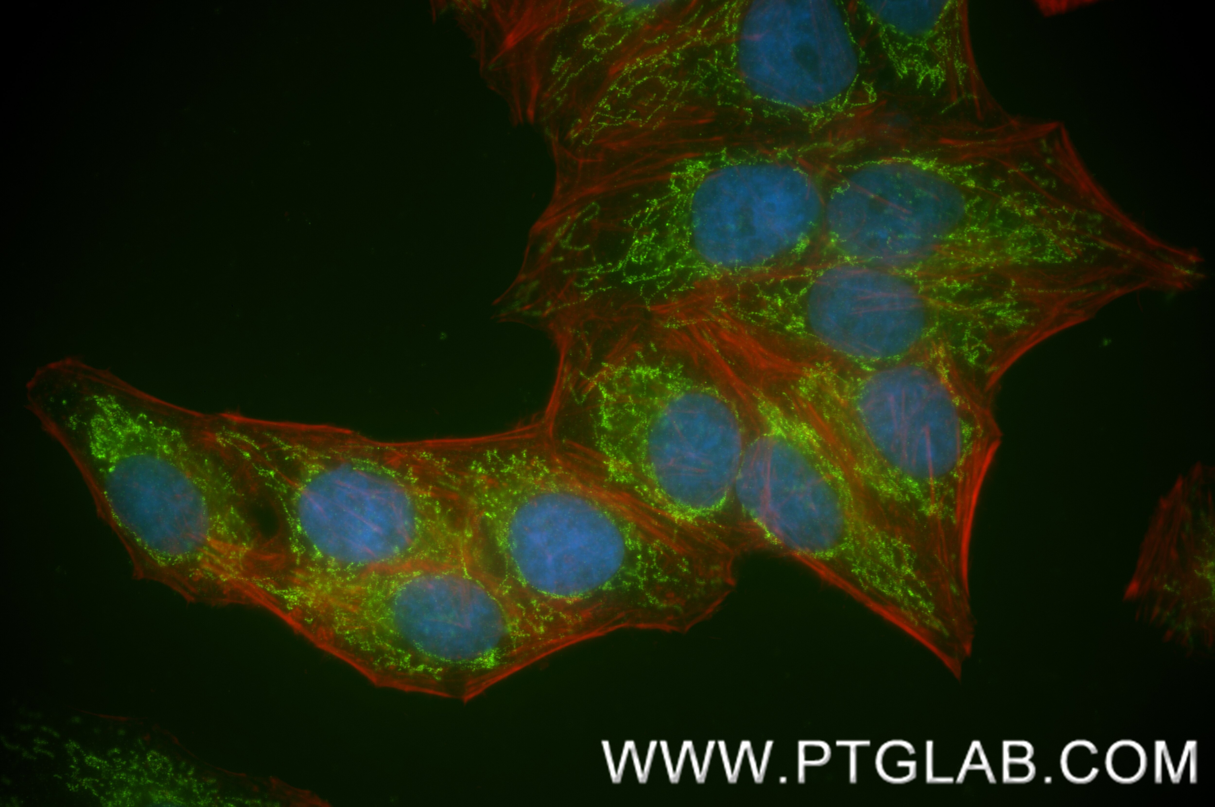 Immunofluorescence (IF) / fluorescent staining of HepG2 cells using PDHX Recombinant monoclonal antibody (87880-1-RR)