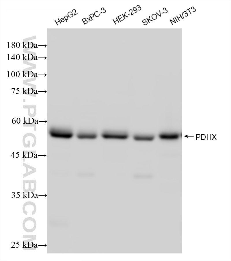 Western Blot (WB) analysis of various lysates using PDHX Recombinant monoclonal antibody (87880-1-RR)