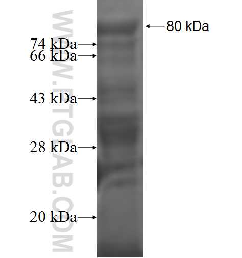 PDHX fusion protein Ag1389 SDS-PAGE