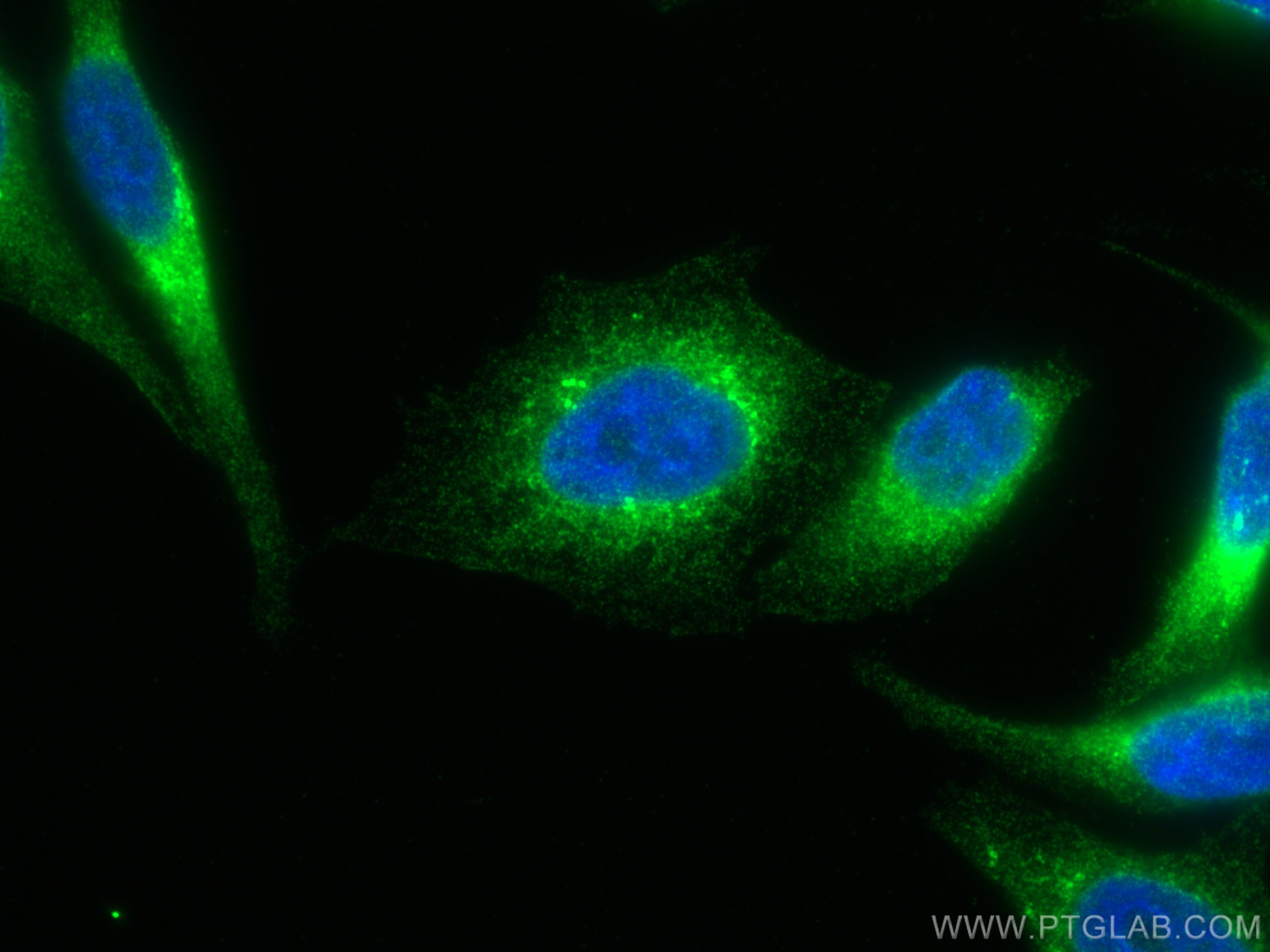 Immunofluorescence (IF) / fluorescent staining of HepG2 cells using PDI Monoclonal antibody (66422-1-Ig)