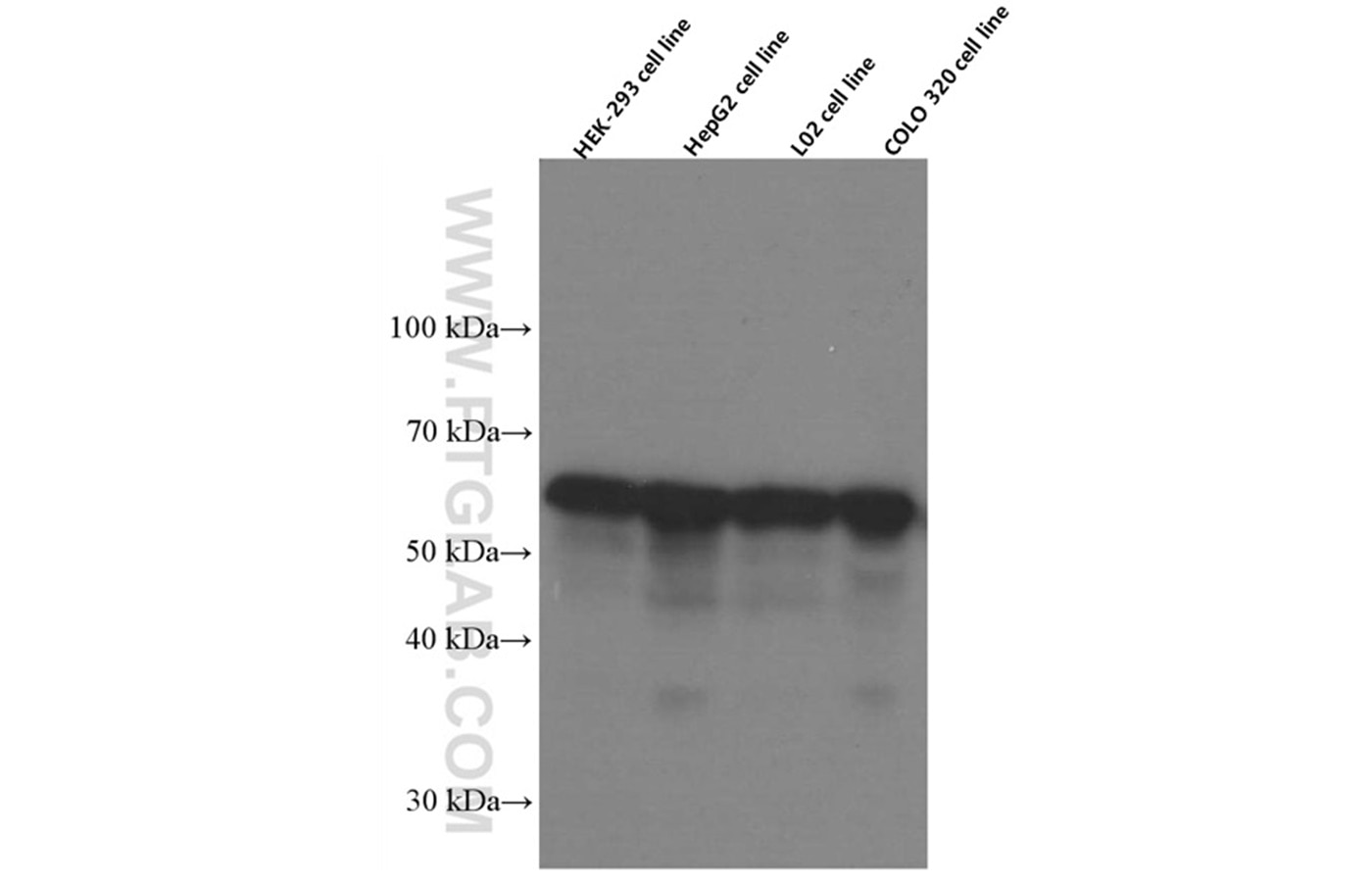 Western Blot (WB) analysis of various lysates using PDI Monoclonal antibody (66422-1-Ig)