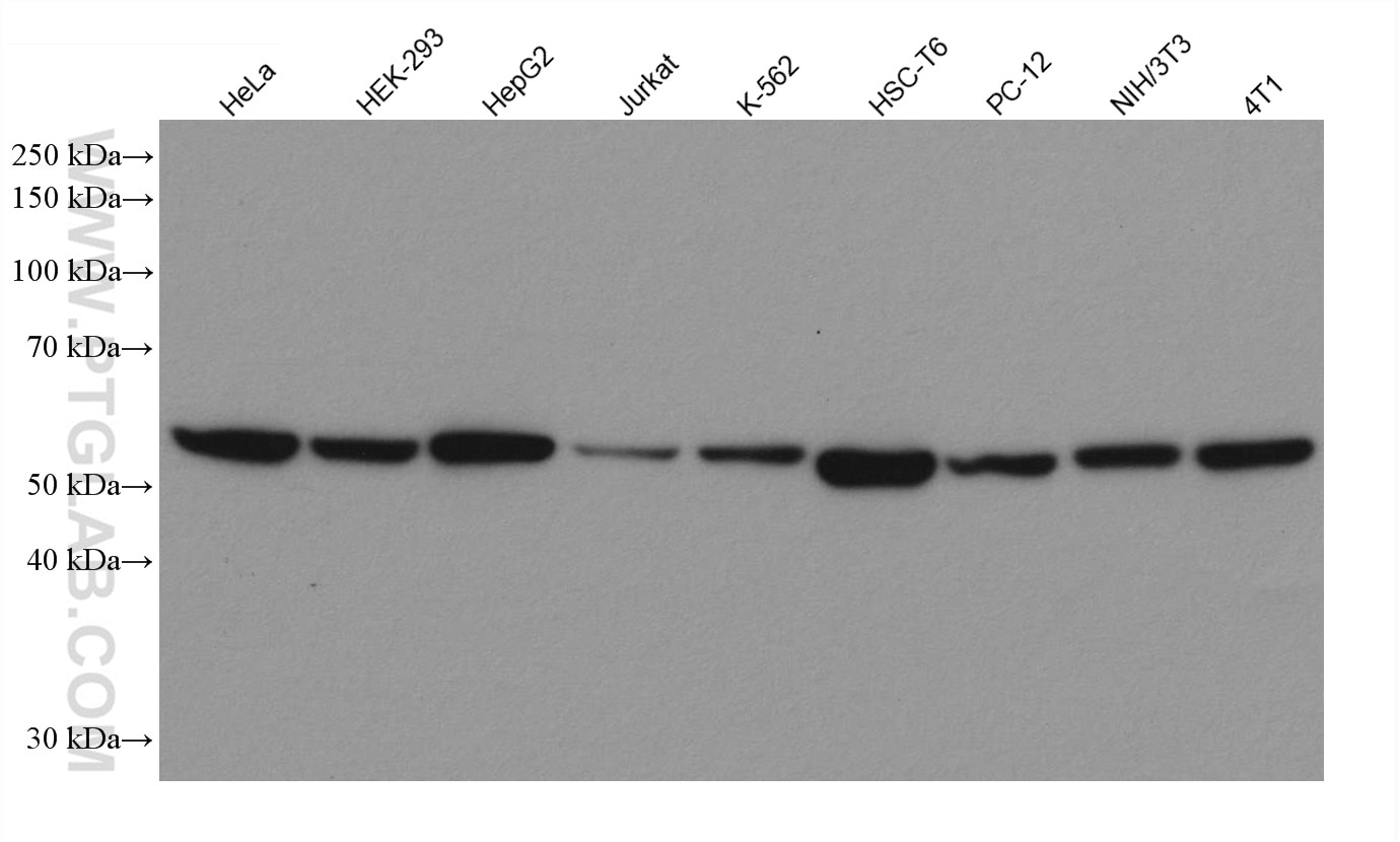Western Blot (WB) analysis of various lysates using PDI Recombinant antibody (80170-1-RR)