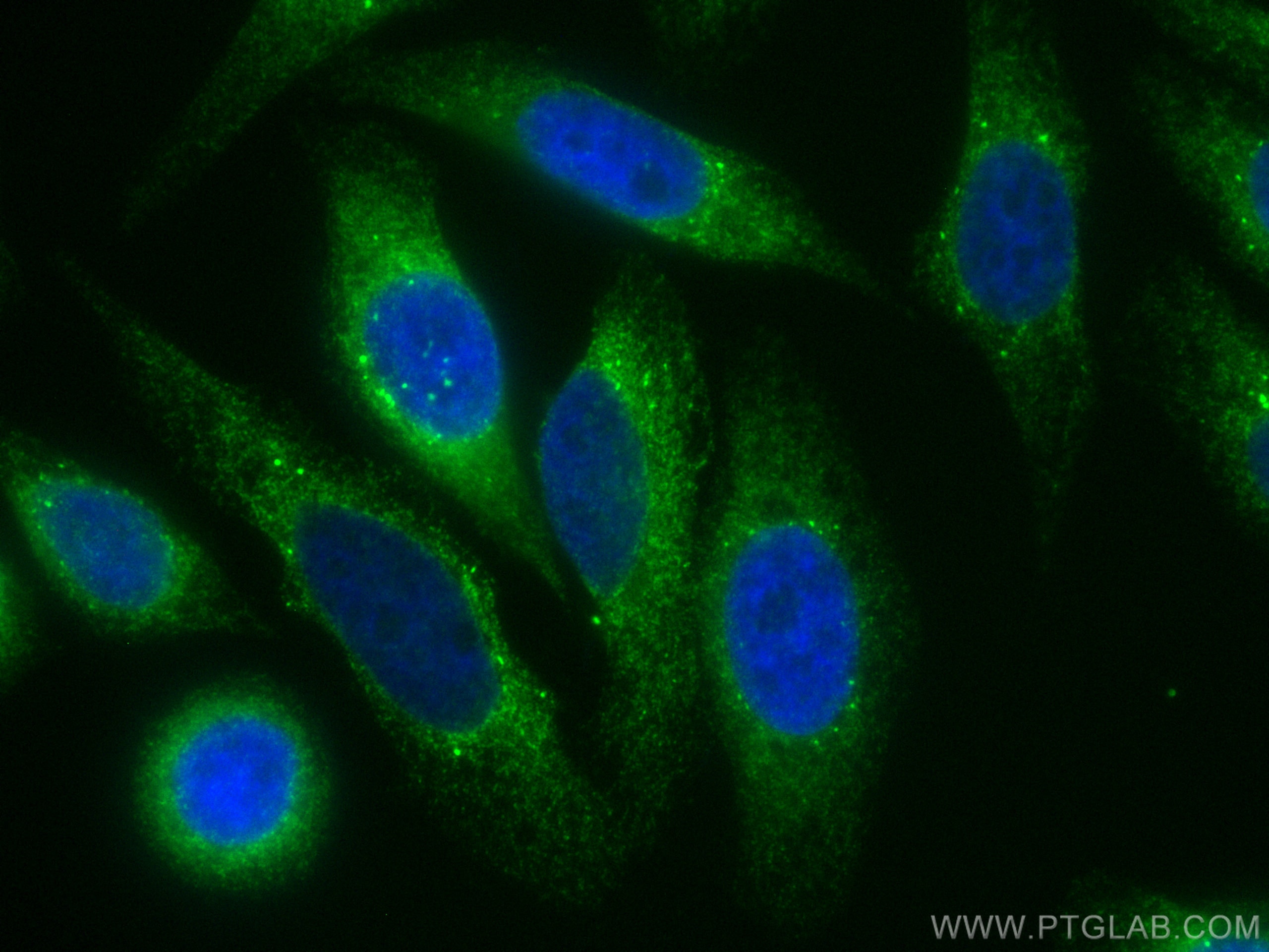 Immunofluorescence (IF) / fluorescent staining of HepG2 cells using CoraLite® Plus 488-conjugated PDI Polyclonal antib (CL488-11245)