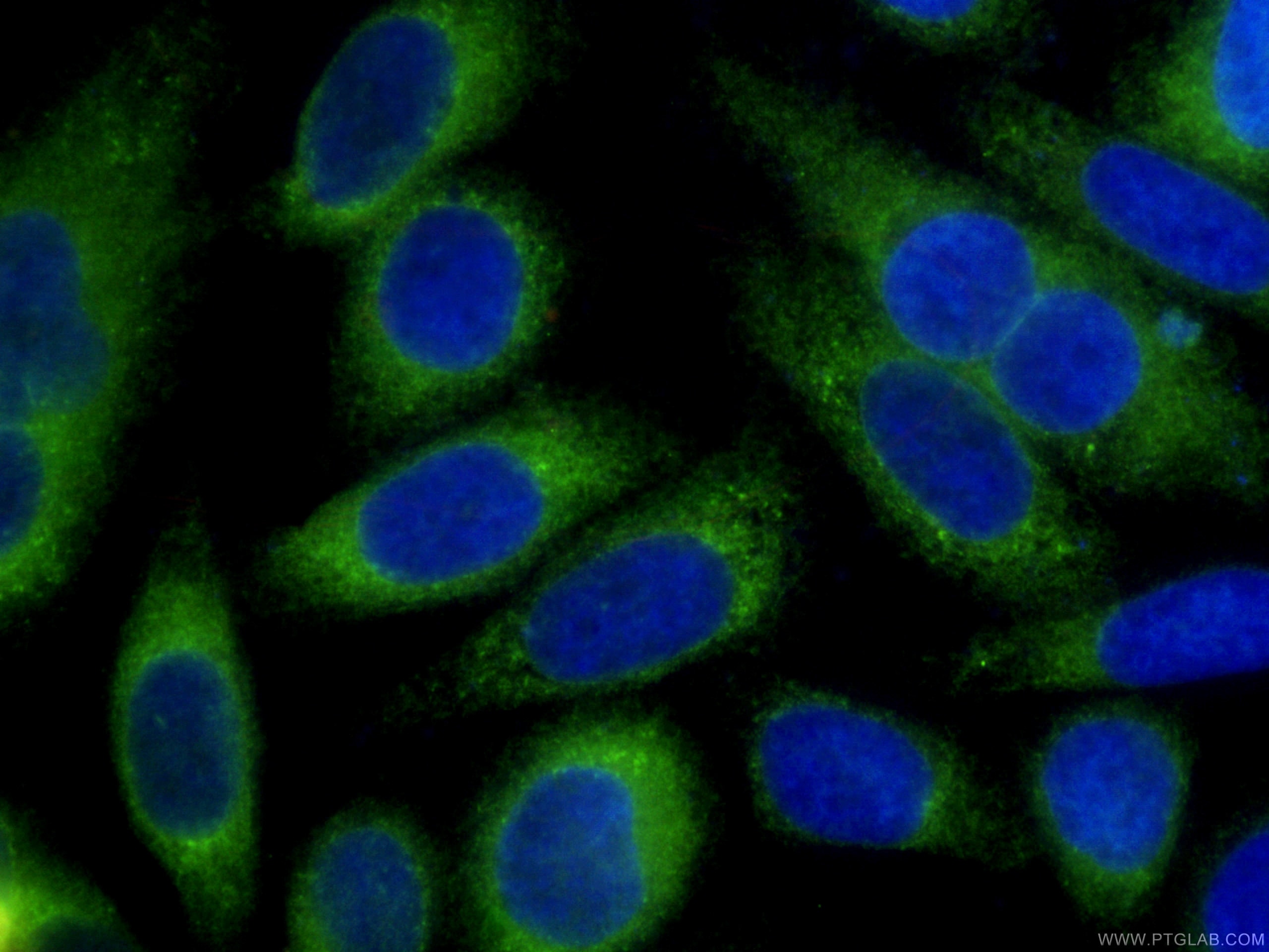 Immunofluorescence (IF) / fluorescent staining of HepG2 cells using CoraLite® Plus 488-conjugated PDI Monoclonal antib (CL488-66422)