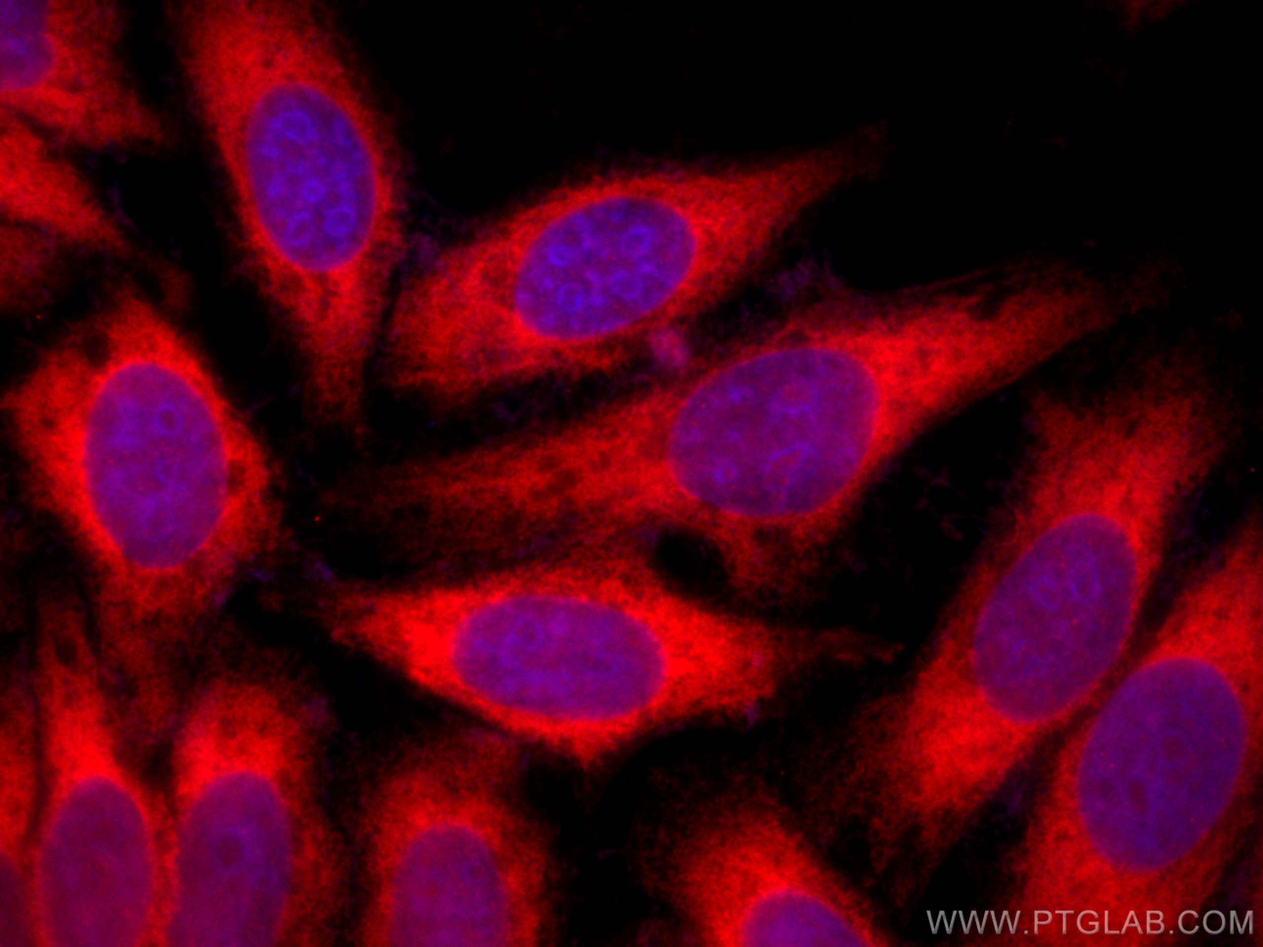 Immunofluorescence (IF) / fluorescent staining of HepG2 cells using CoraLite®594-conjugated PDI Monoclonal antibody (CL594-66422)