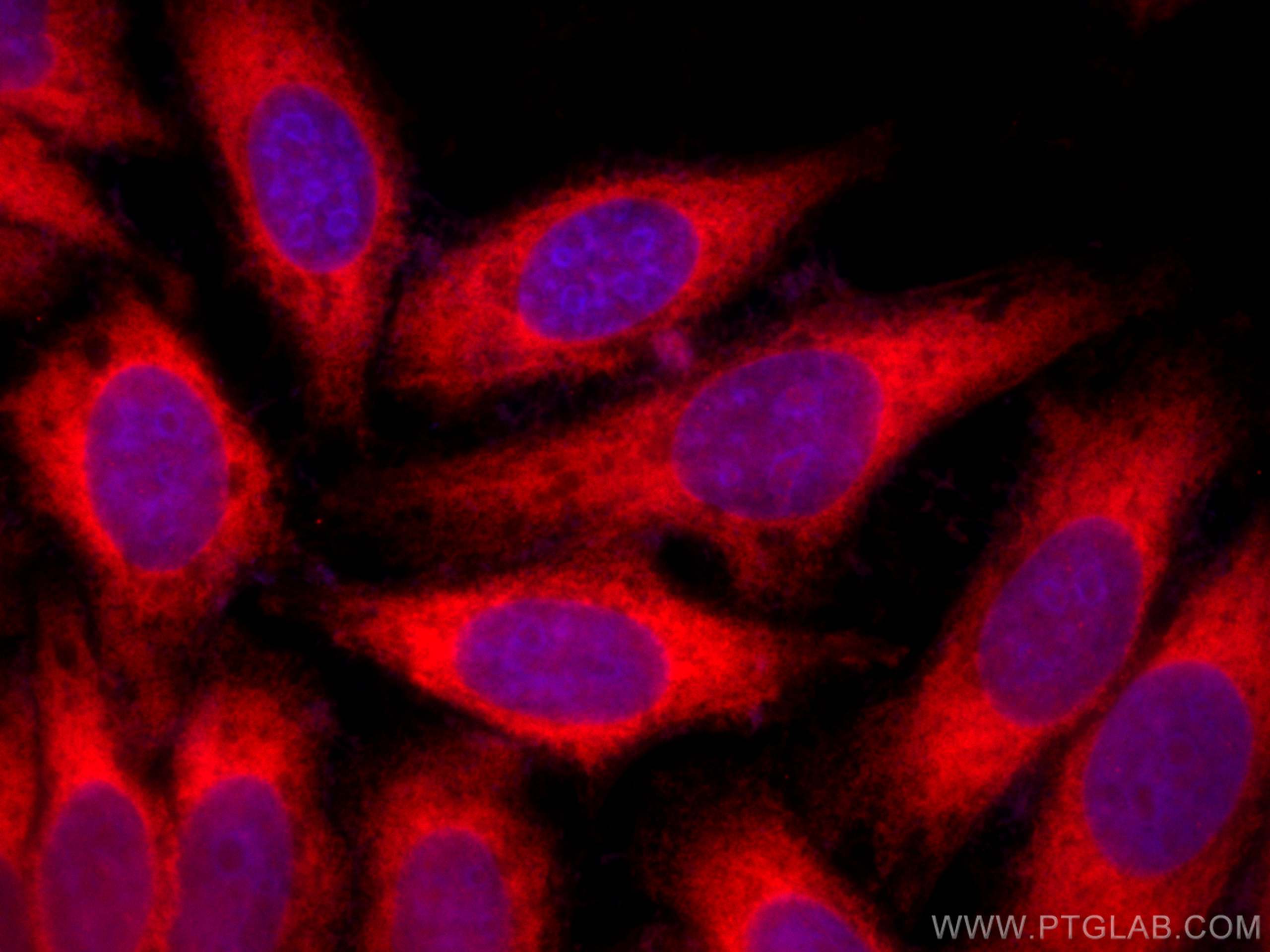 IF Staining of HepG2 using CL594-66422