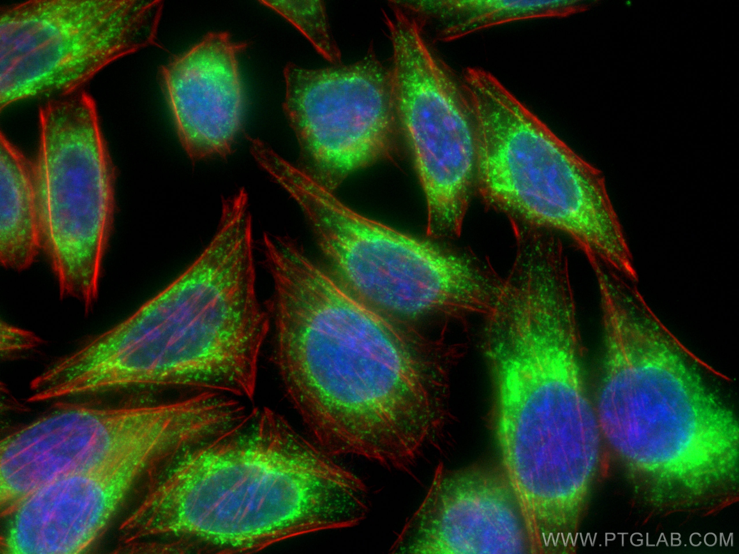 Immunofluorescence (IF) / fluorescent staining of HepG2 cells using PDI Polyclonal antibody (11245-1-AP)