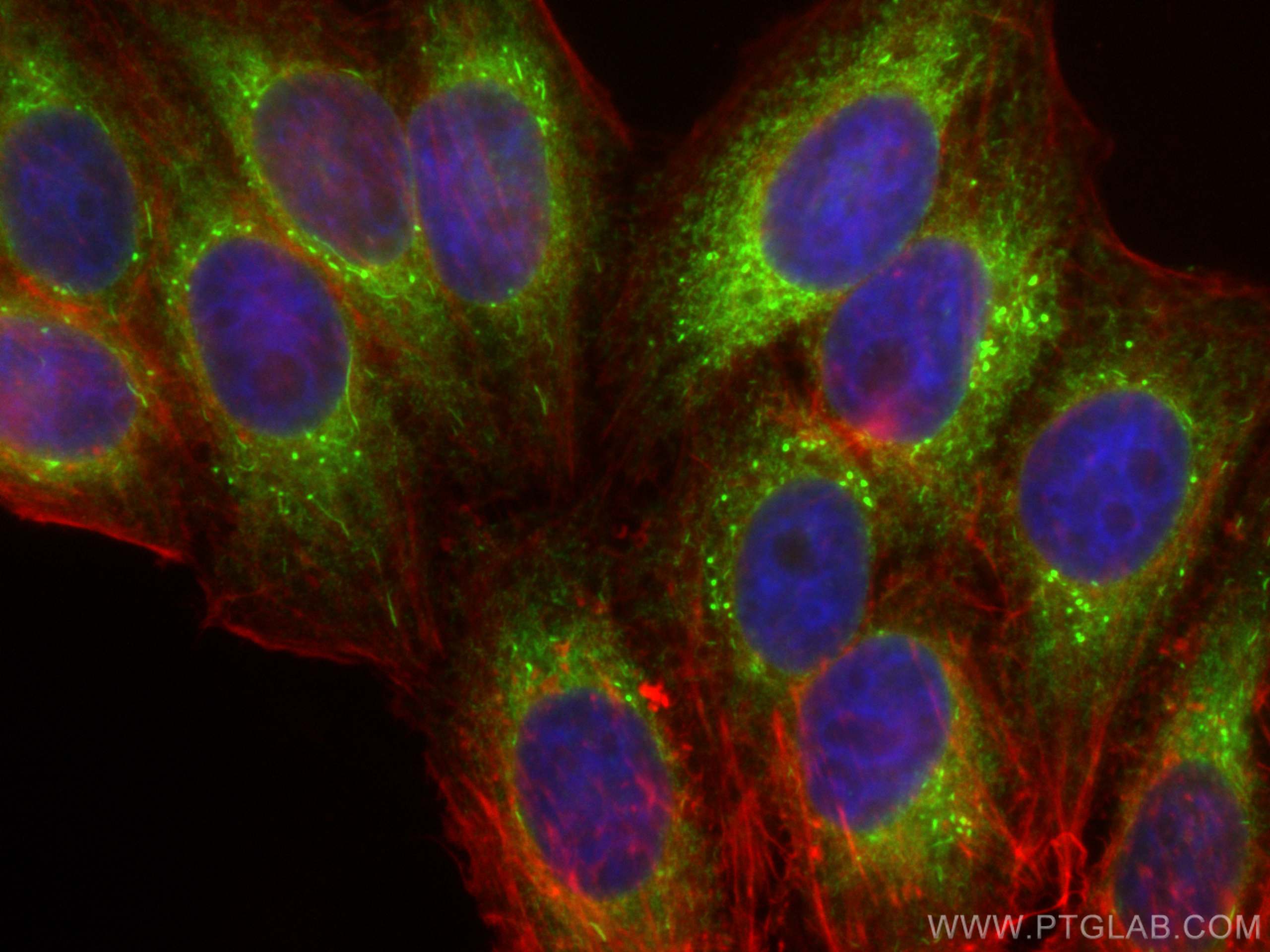 IF Staining of HepG2 using 11245-1-AP Immunofluorescence (IF) / fluorescent staining of HepG2 cells using PDI Polyclonal antibody (11245-1-AP)