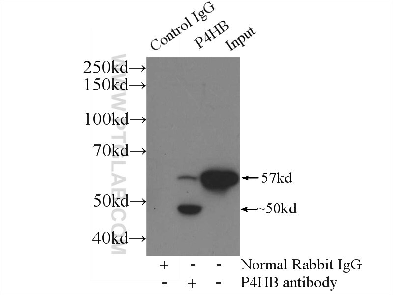 Immunoprecipitation (IP) experiment of mouse liver tissue using PDI Polyclonal antibody (11245-1-AP)