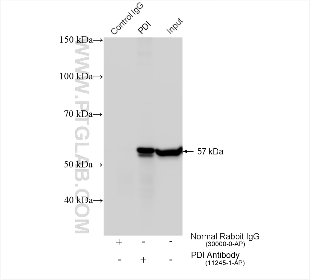Immunoprecipitation (IP) experiment of HepG2 cells using PDI Polyclonal antibody (11245-1-AP)