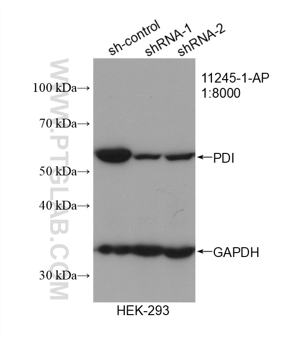 Western Blot (WB) analysis of HEK-293 cells using PDI Polyclonal antibody (11245-1-AP)