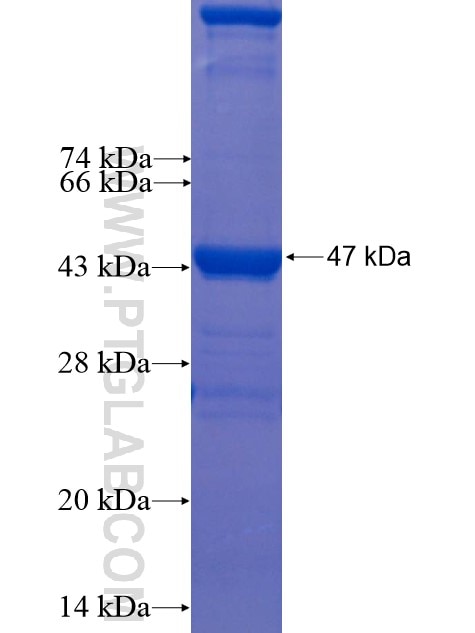 PDI fusion protein Ag1747 SDS-PAGE