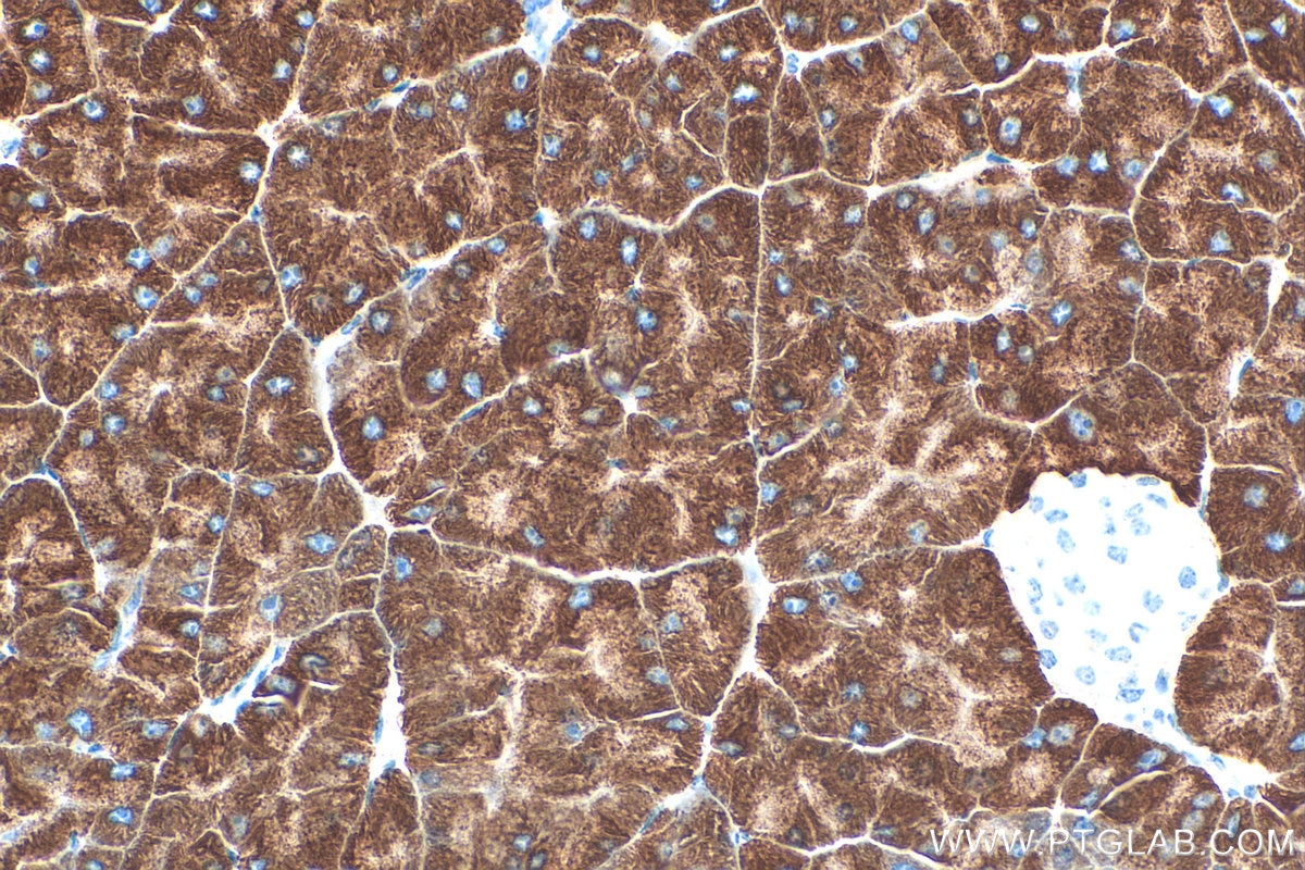 Immunohistochemistry (IHC) staining of mouse pancreas tissue using PDIA2 Polyclonal antibody (31458-1-AP)