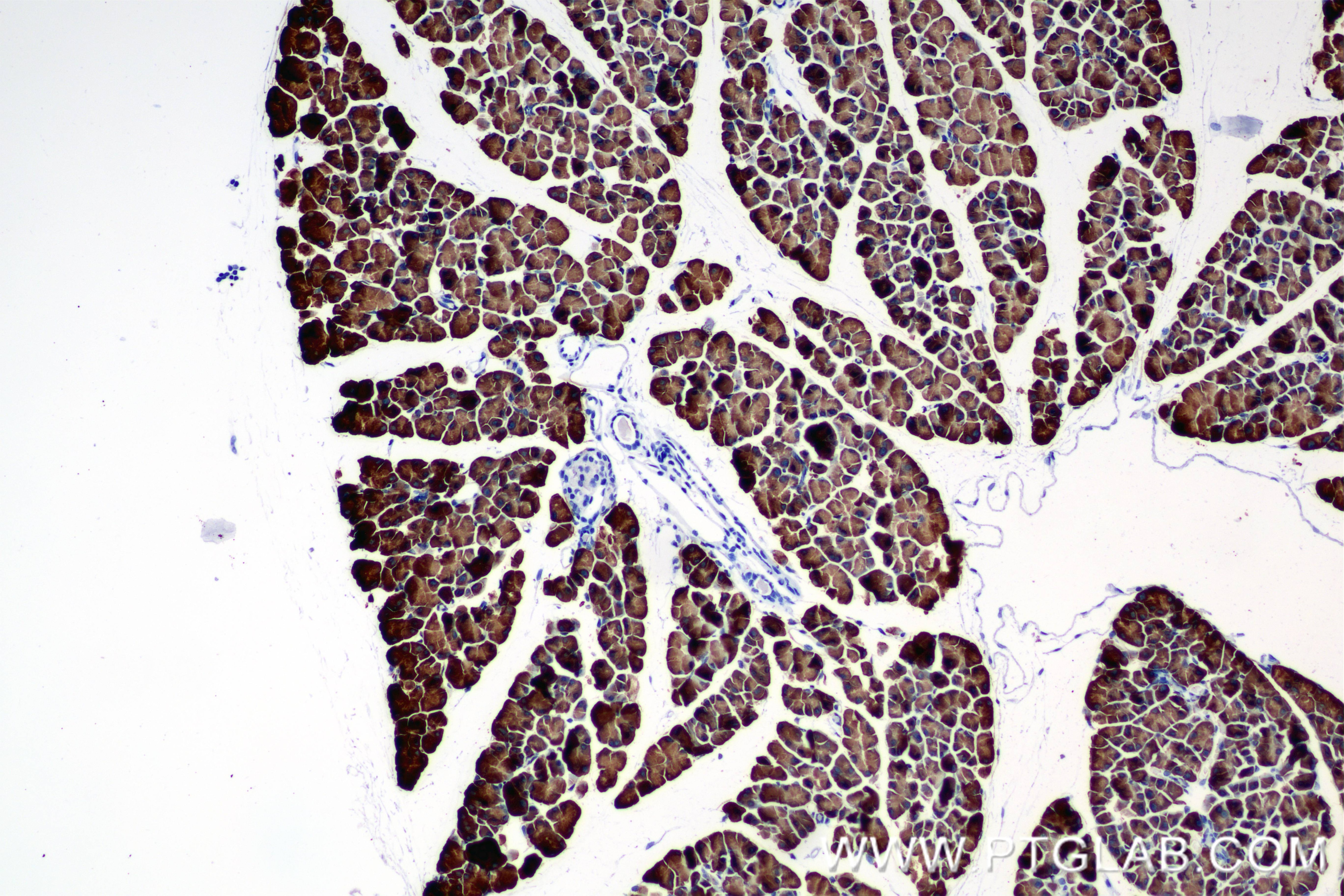 Immunohistochemistry (IHC) staining of mouse pancreas tissue using PDIA2 Recombinant antibody (84765-4-RR)