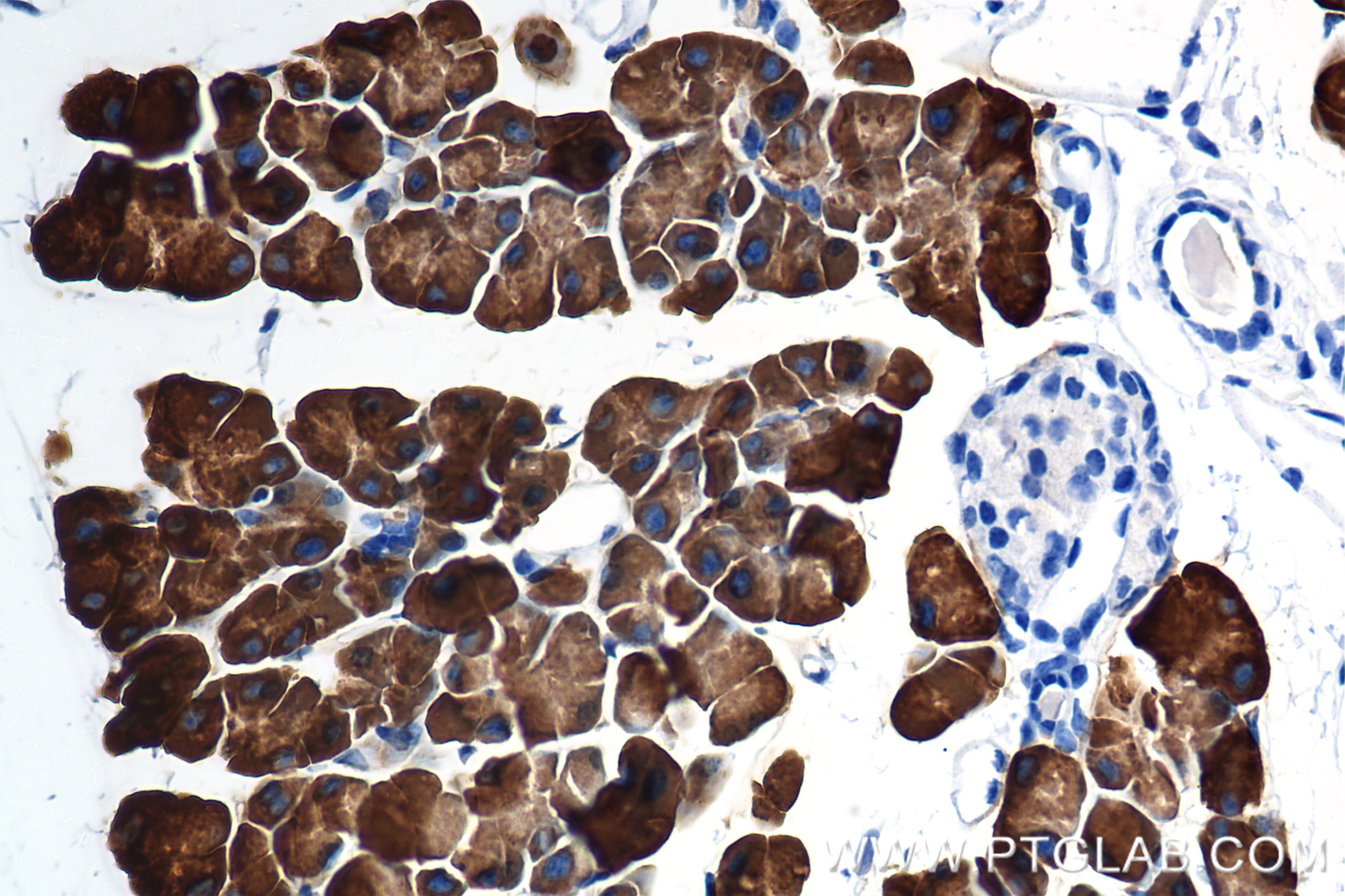 Immunohistochemistry (IHC) staining of mouse pancreas tissue using PDIA2 Recombinant antibody (84765-4-RR)