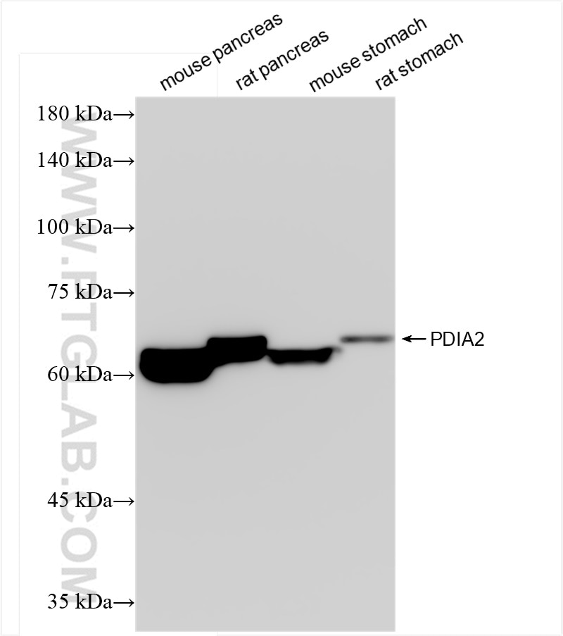 Western Blot (WB) analysis of various lysates using PDIA2 Recombinant antibody (84765-4-RR)