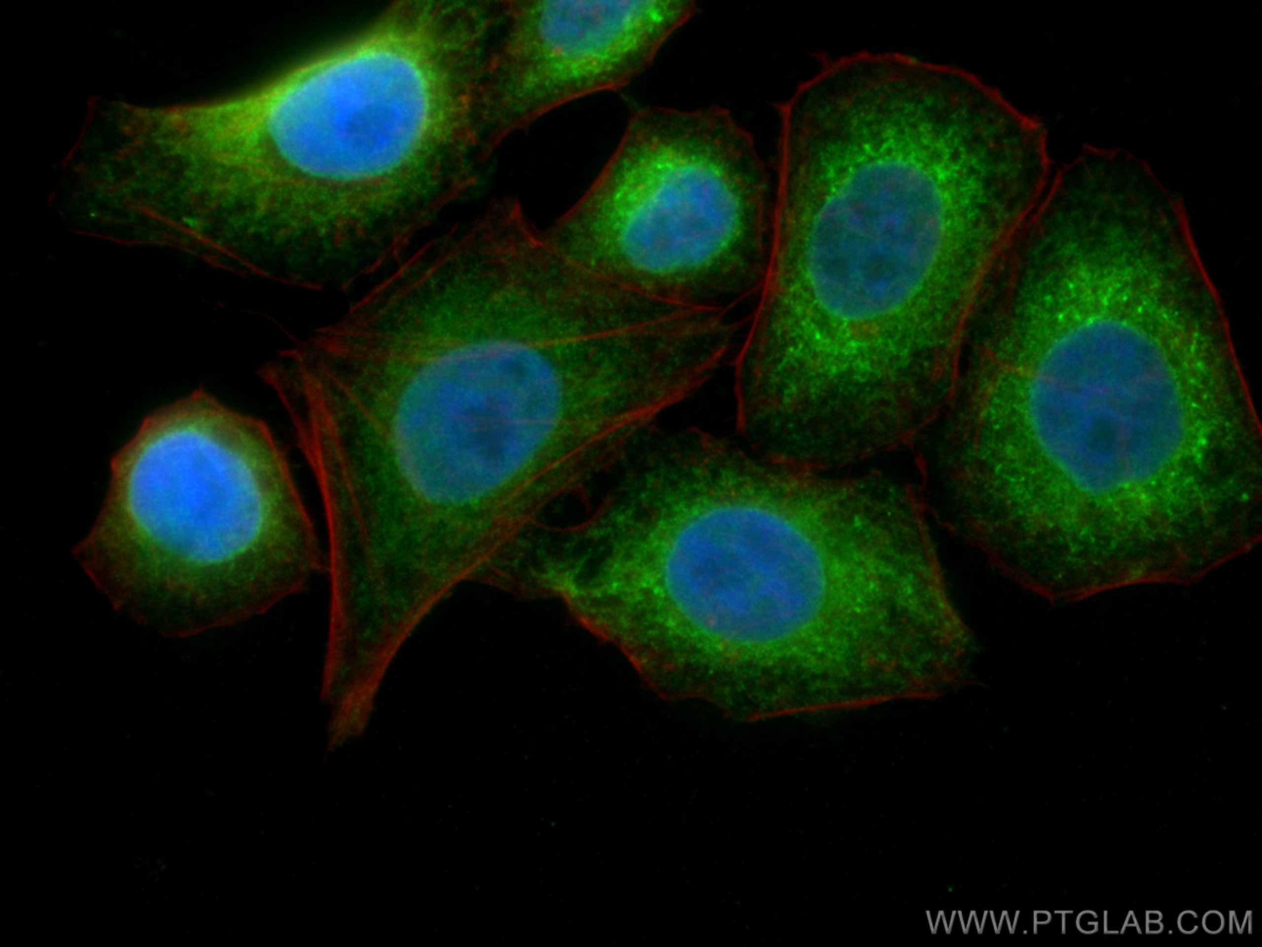 Immunofluorescence (IF) / fluorescent staining of HepG2 cells using ERp57/ERp60 Polyclonal antibody (15967-1-AP)