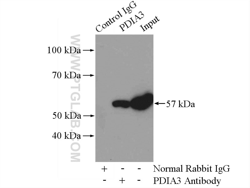 Immunoprecipitation (IP) experiment of mouse liver tissue using ERp57/ERp60 Polyclonal antibody (15967-1-AP)