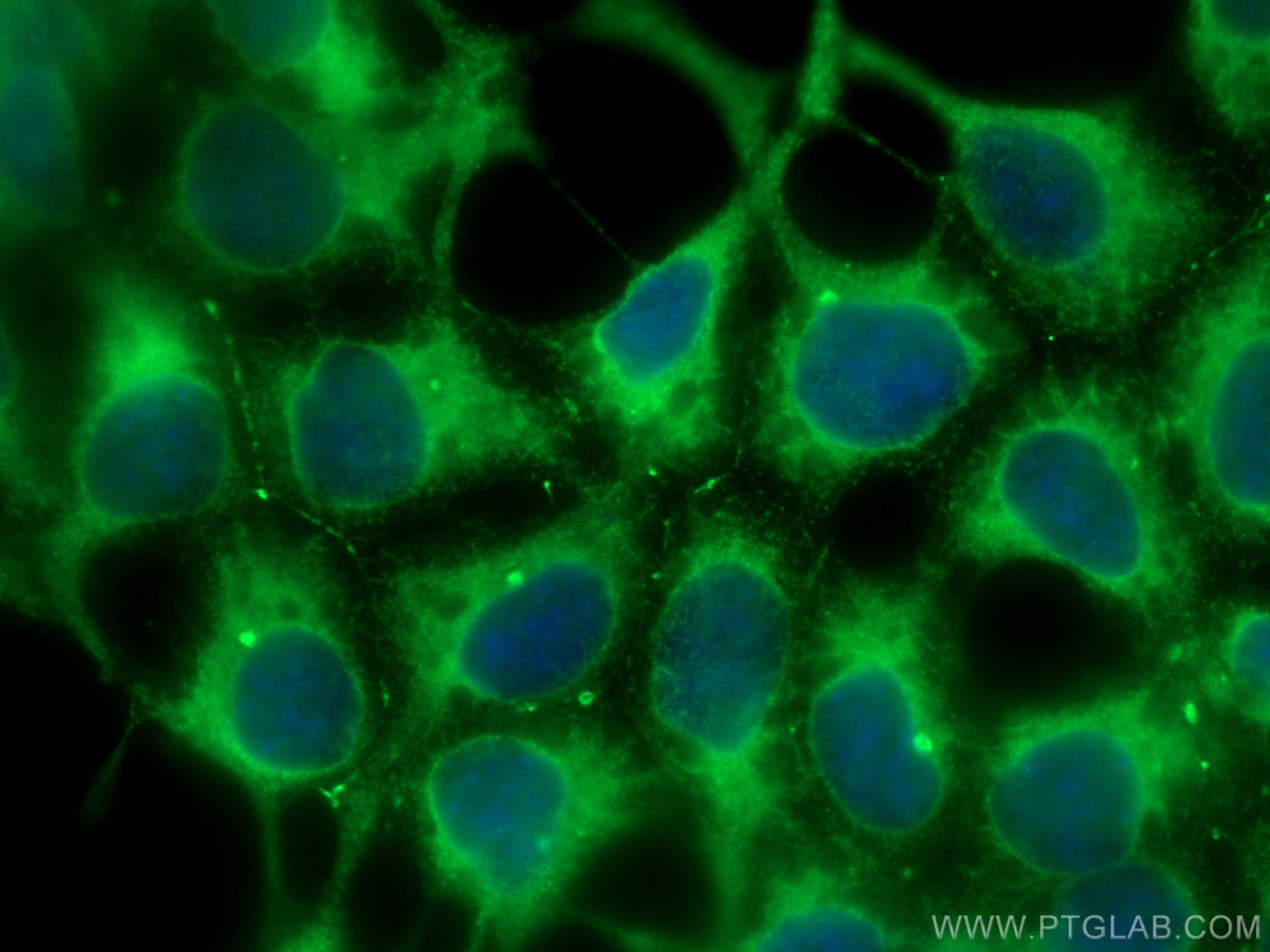 Immunofluorescence (IF) / fluorescent staining of HEK-293 cells using ERp57/ERp60 Monoclonal antibody (66423-1-Ig)