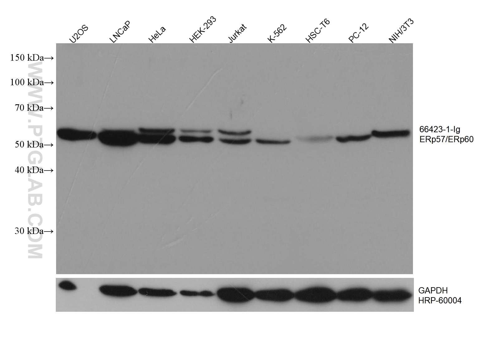 Western Blot (WB) analysis of various lysates using ERp57/ERp60 Monoclonal antibody (66423-1-Ig)
