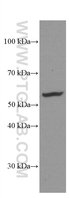 Western Blot (WB) analysis of RAW 264.7 cells using ERp57/ERp60 Monoclonal antibody (66423-1-Ig)