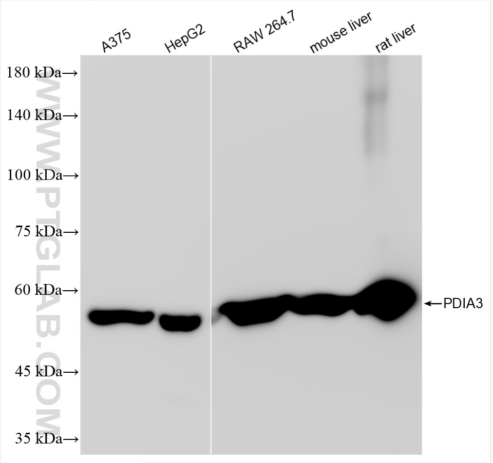 Western Blot (WB) analysis of various lysates using PDIA3 Recombinant antibody (85087-5-RR)