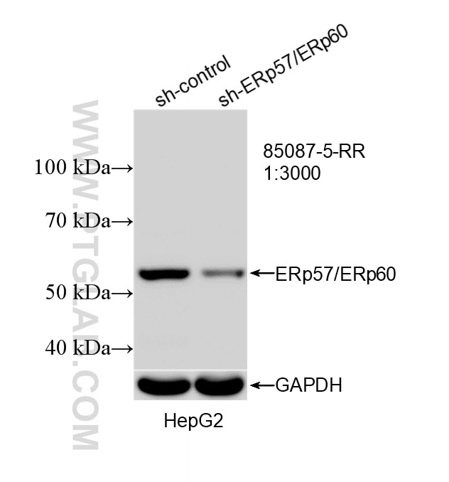 Western Blot (WB) analysis of HepG2 cells using ERp57/ERp60 Recombinant monoclonal antibody (85087-5-RR)