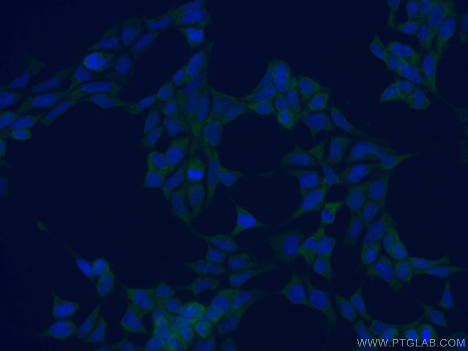 Immunofluorescence (IF) / fluorescent staining of HEK-293 cells using CoraLite® Plus 488-conjugated PDIA3 Monoclonal ant (CL488-66423)